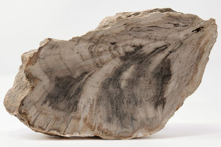 Devonian Petrified Wood From Oklahoma - Oldest True Wood #198072